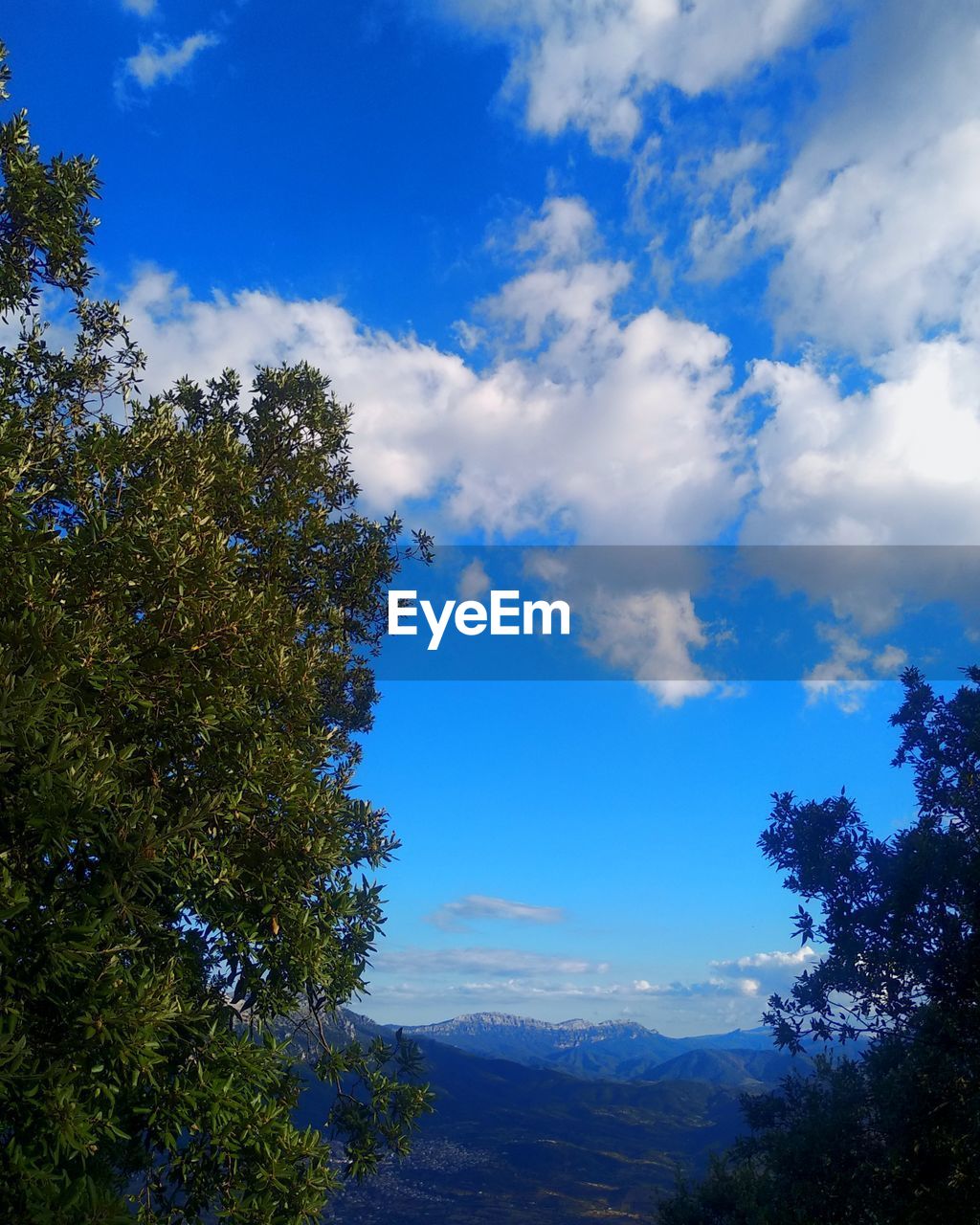 LOW ANGLE VIEW OF TREE AGAINST SKY