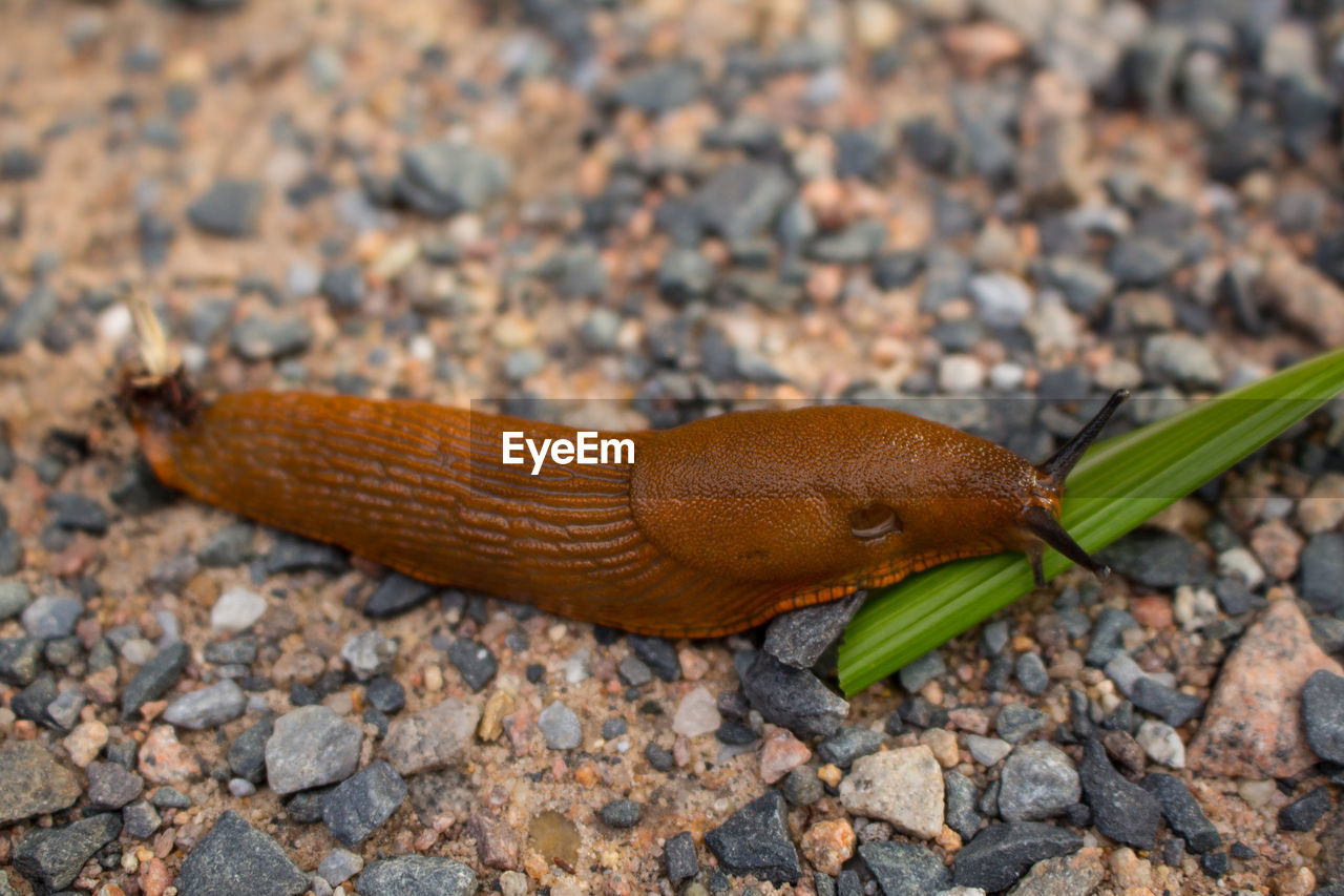 Close-up of brown slug on field