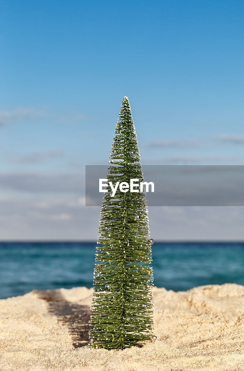 CACTUS GROWING ON BEACH AGAINST SEA