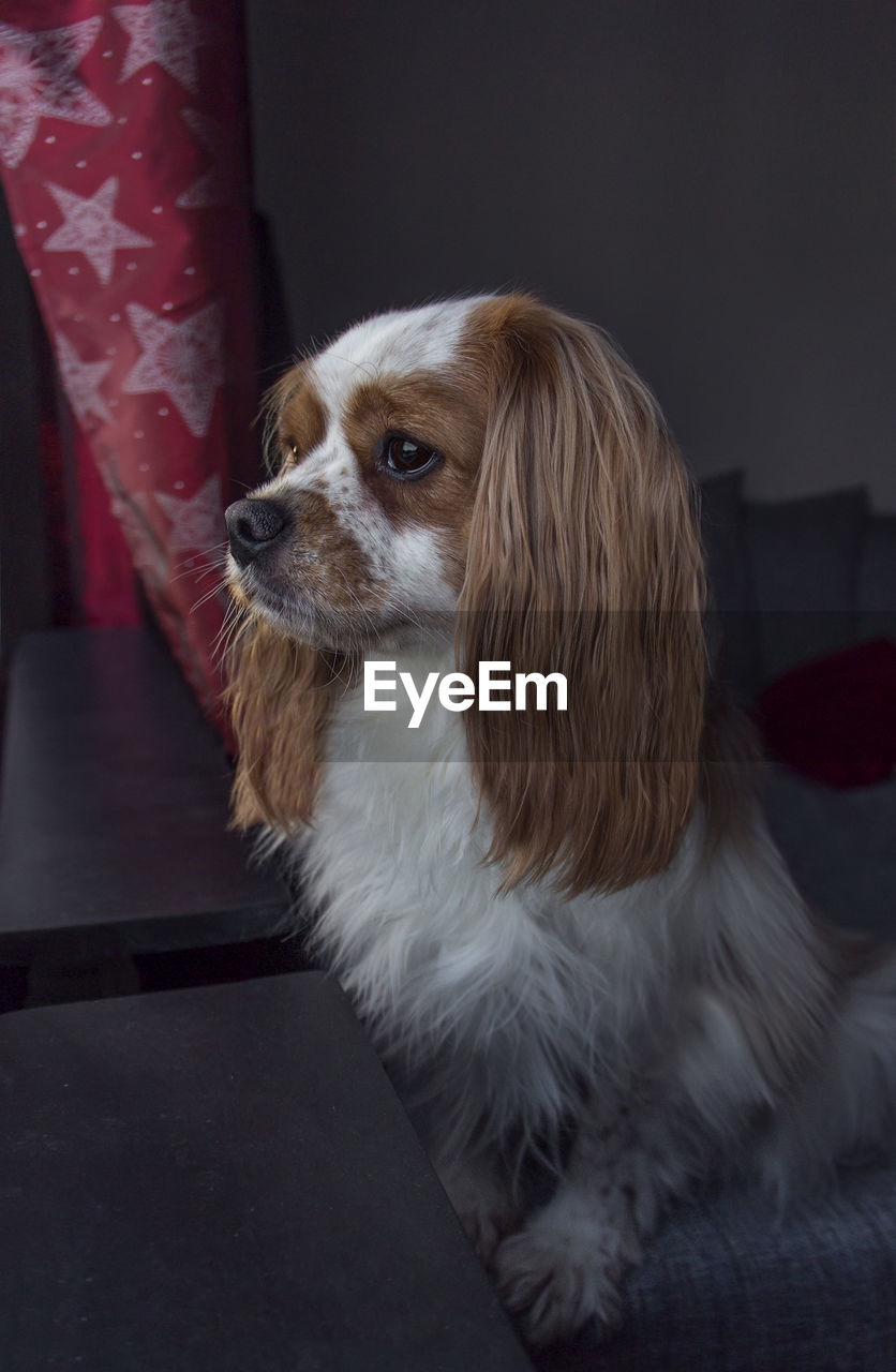 Close-up of dog sitting on sofa at home