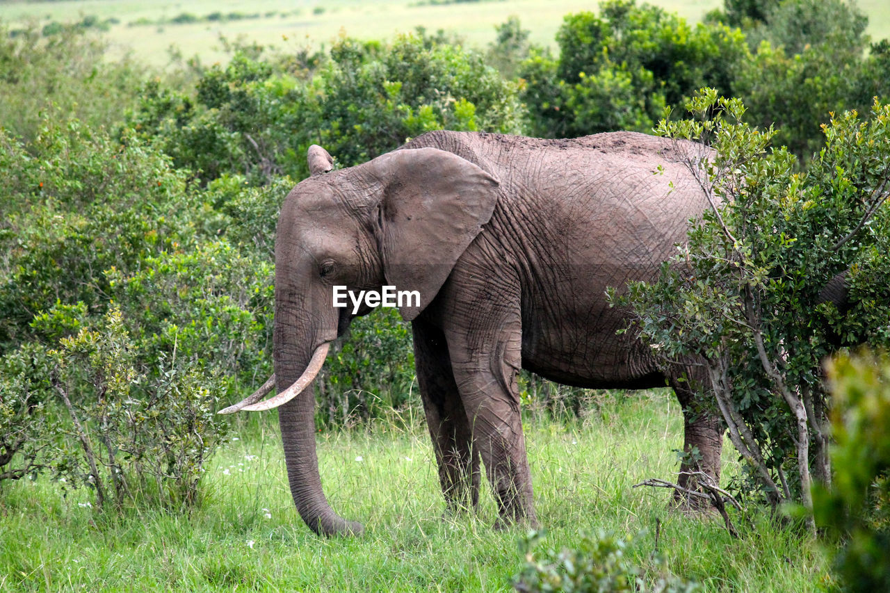 VIEW OF ELEPHANT