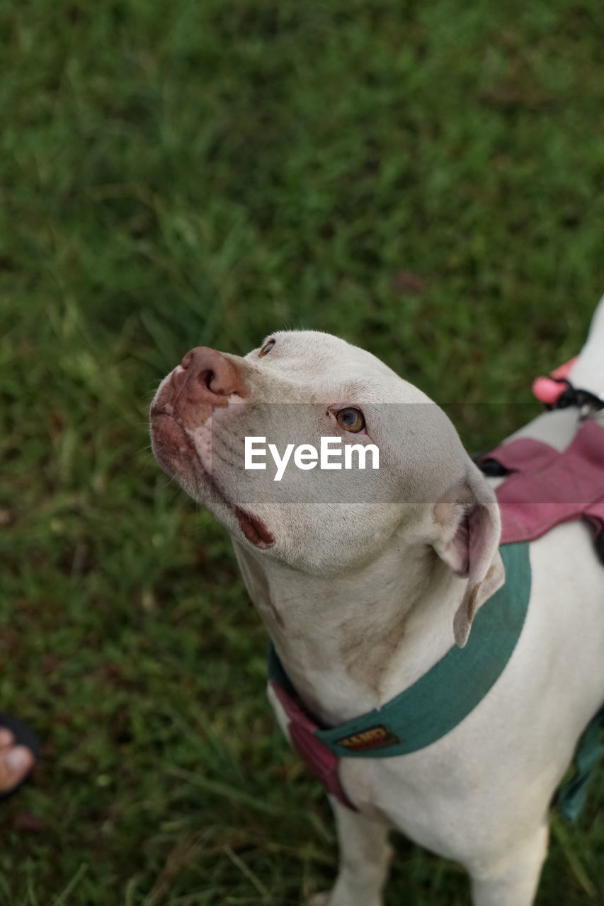 Close-up of dog on field