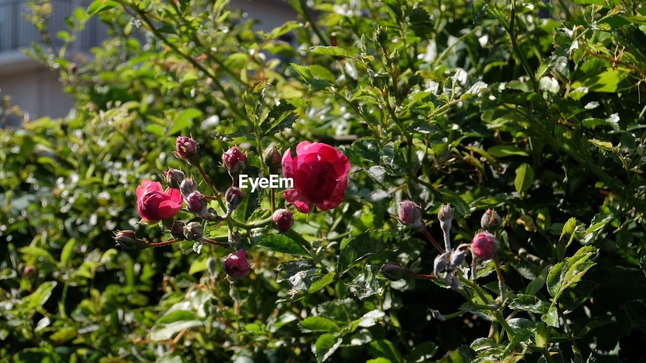 Close-up of pink flower blooming in park