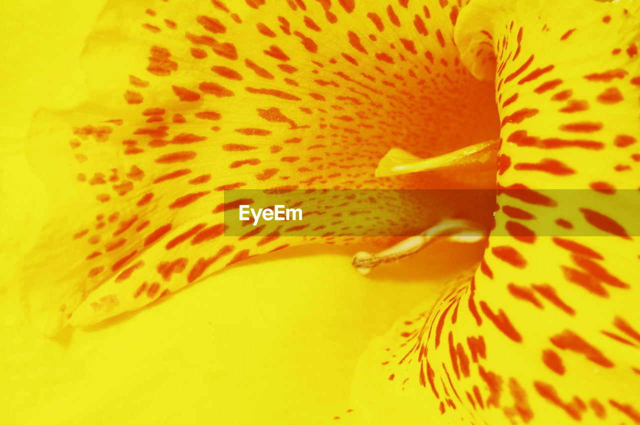 CLOSE-UP OF YELLOW FLOWER ON LEAF