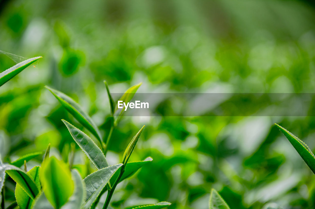 CLOSE-UP OF FRESH PLANT IN FIELD