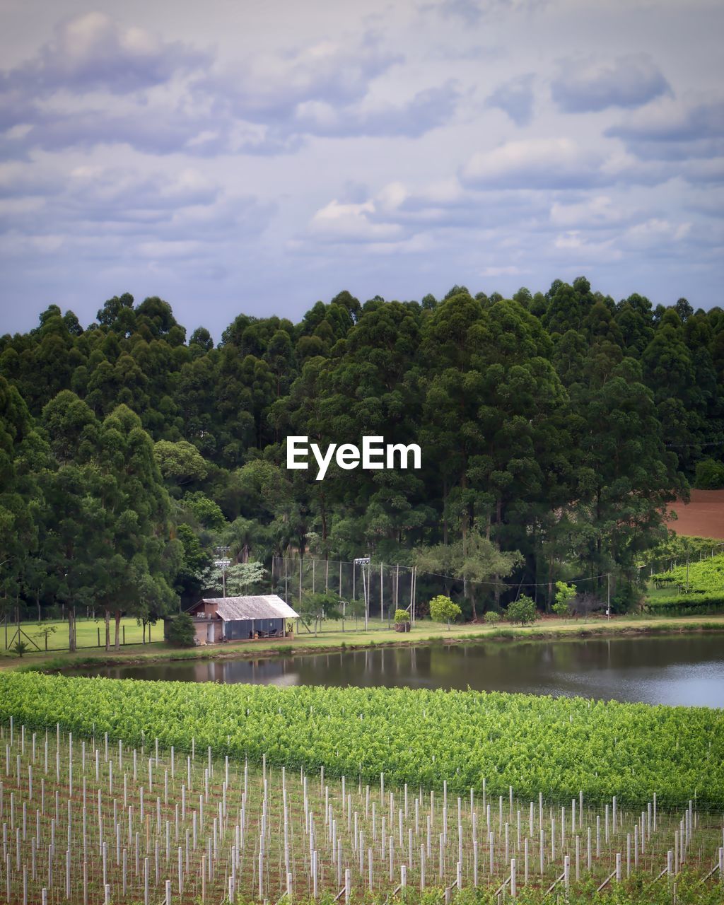 Scenic view of a winery  against sky
