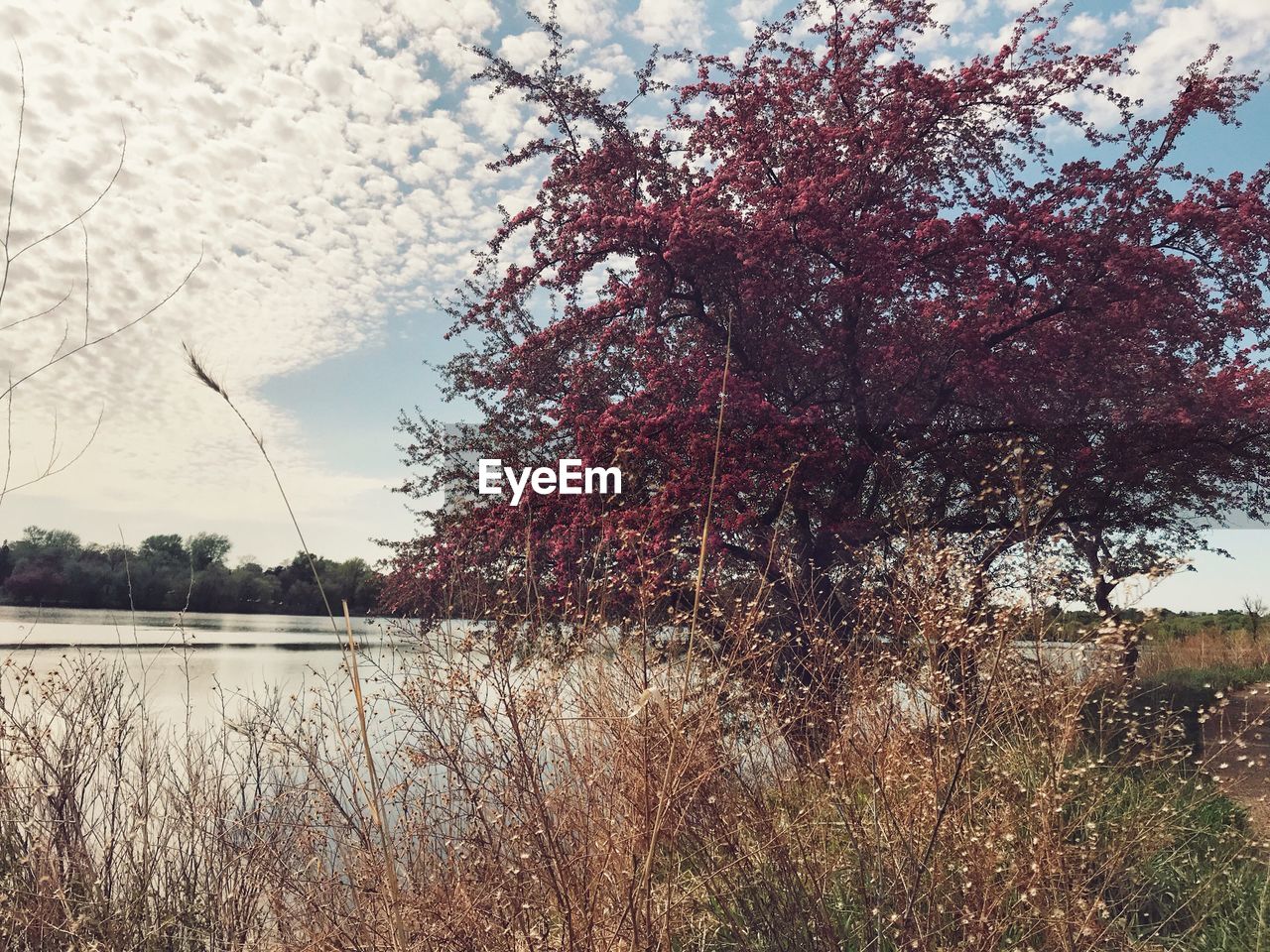 SCENIC VIEW OF LAKE BY TREES AGAINST SKY