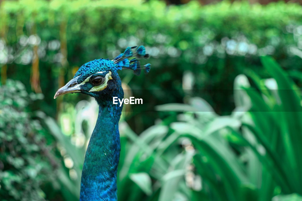 Close-up of a peacock