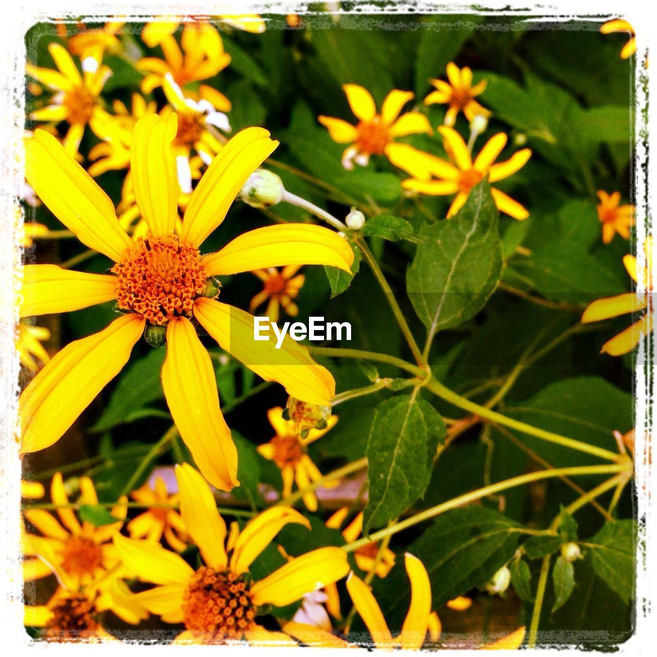 CLOSE-UP OF YELLOW FLOWERS