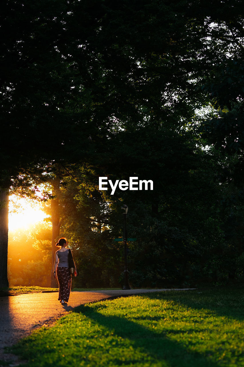 Rear view of woman among trees at sunset