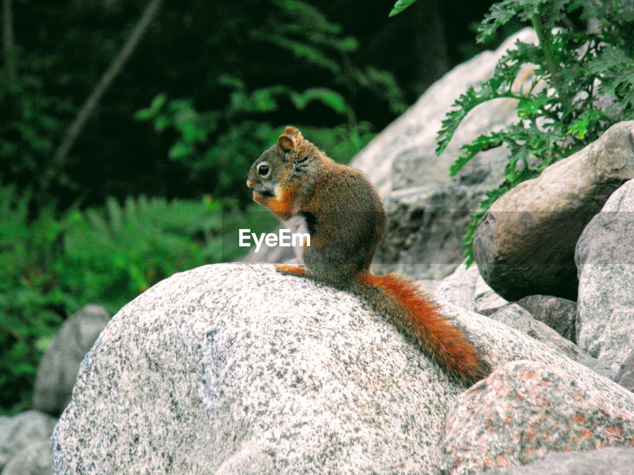 CLOSE-UP OF SQUIRREL