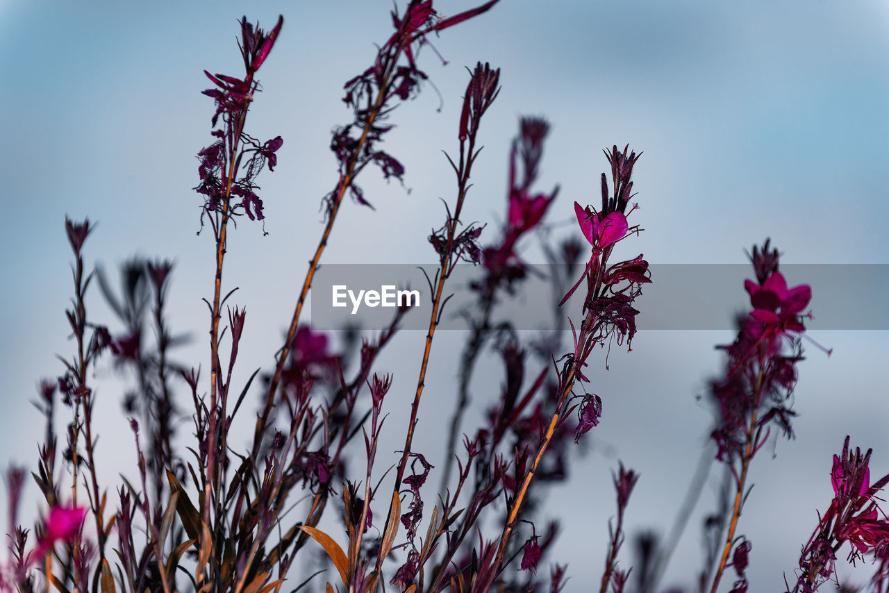 Low angle view of pink flowers blooming against sky