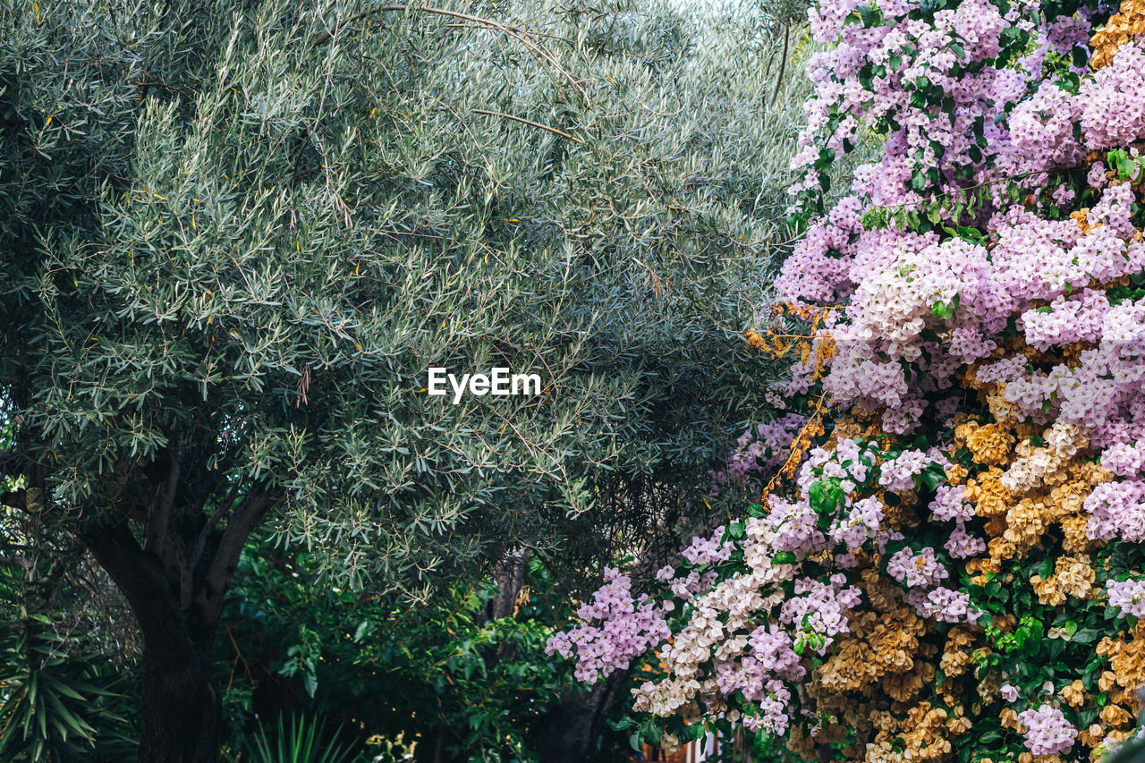 High angle view of purple flowering plants