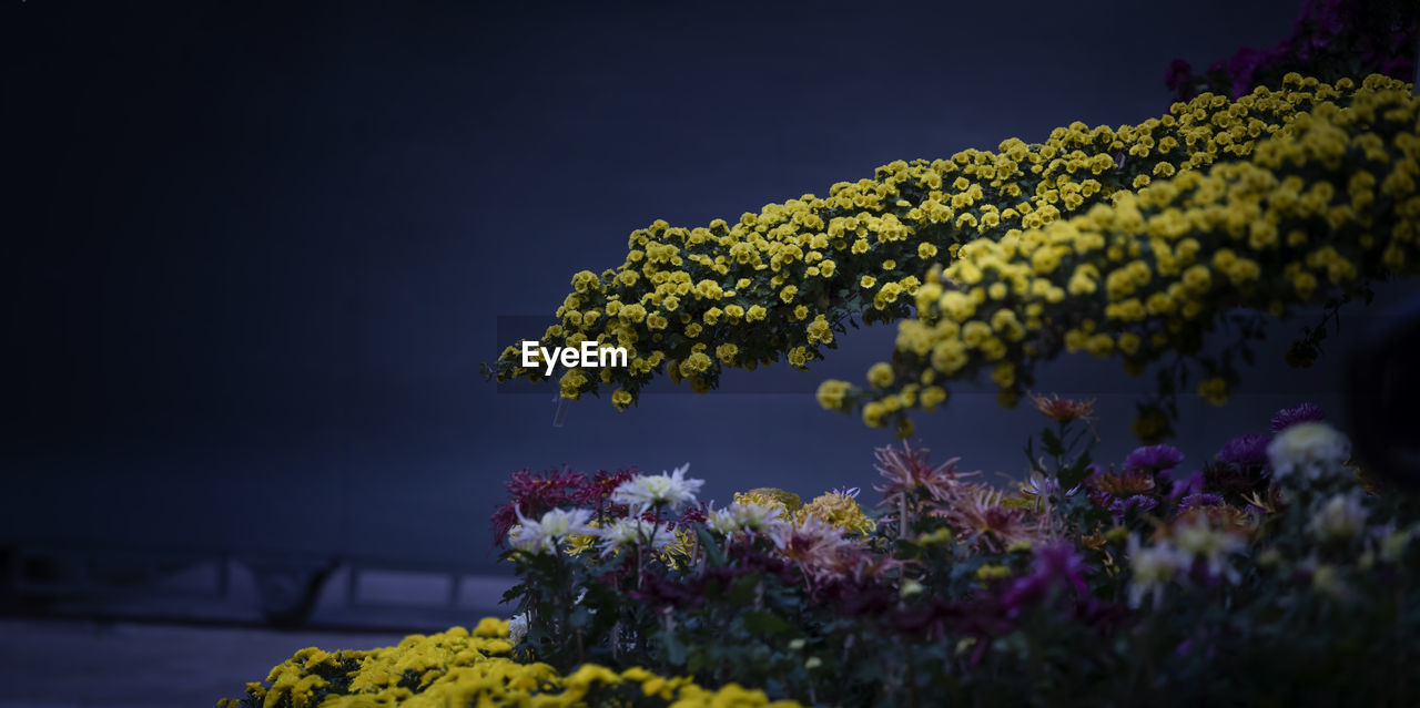 Close-up of yellow flowering plants on field