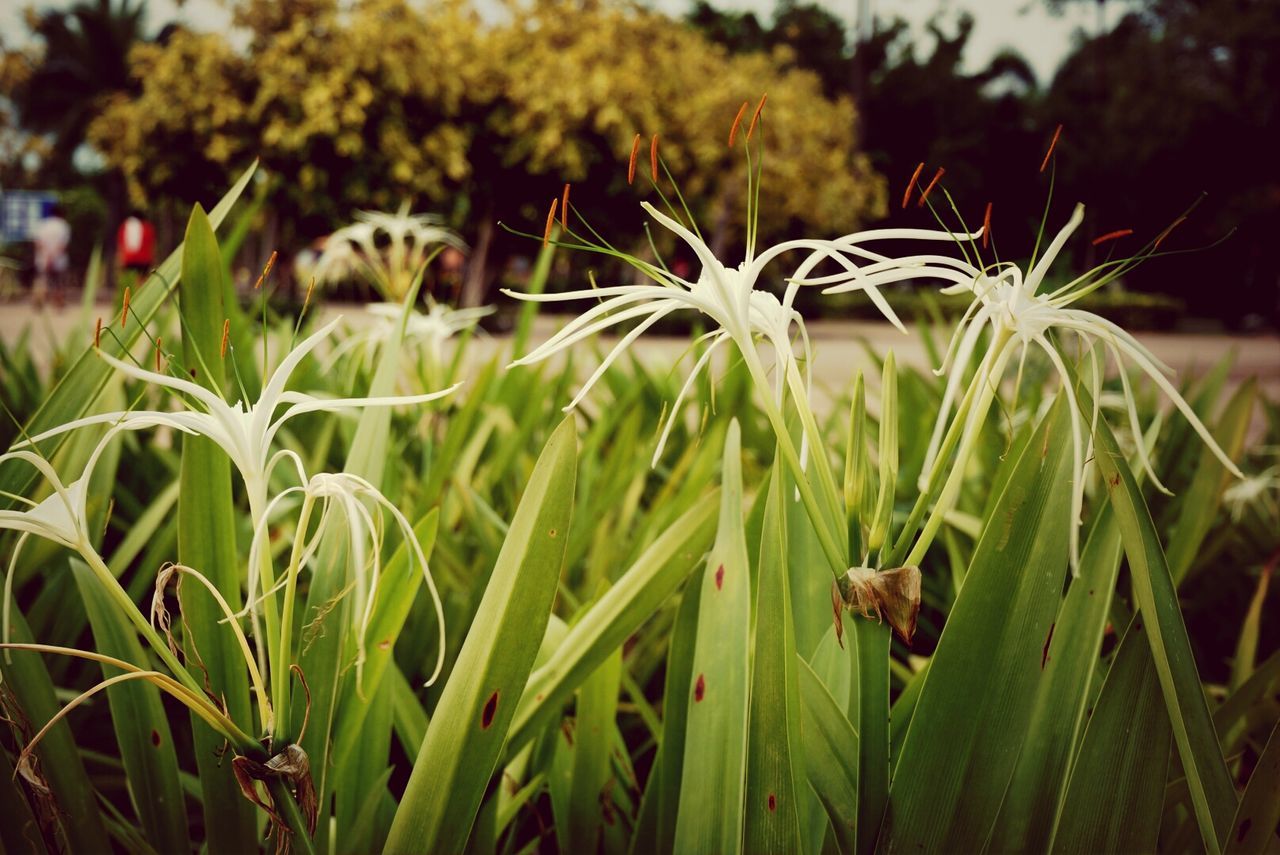 CLOSE-UP OF PLANTS GROWING ON FIELD