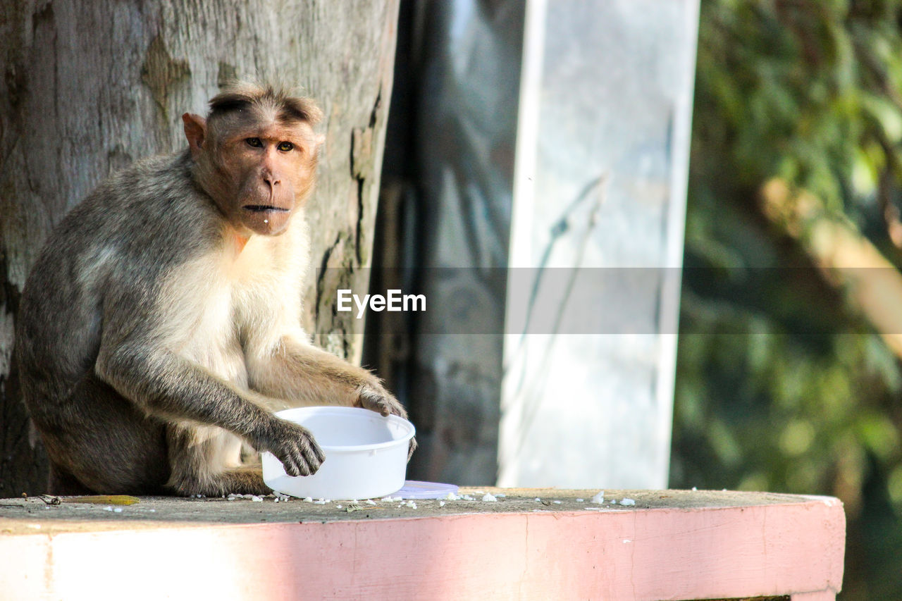 CLOSE-UP OF MONKEY SITTING AGAINST WALL