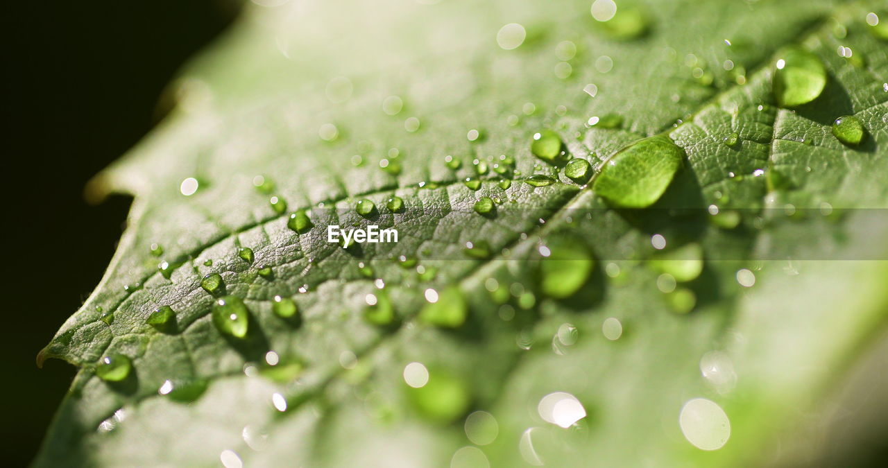 green, drop, water, wet, nature, dew, close-up, macro photography, plant, moisture, freshness, selective focus, leaf, plant part, beauty in nature, no people, grass, plant stem, rain, environment, macro, outdoors, extreme close-up, growth, purity, fragility, raindrop, flower, backgrounds, defocused, environmental conservation, summer