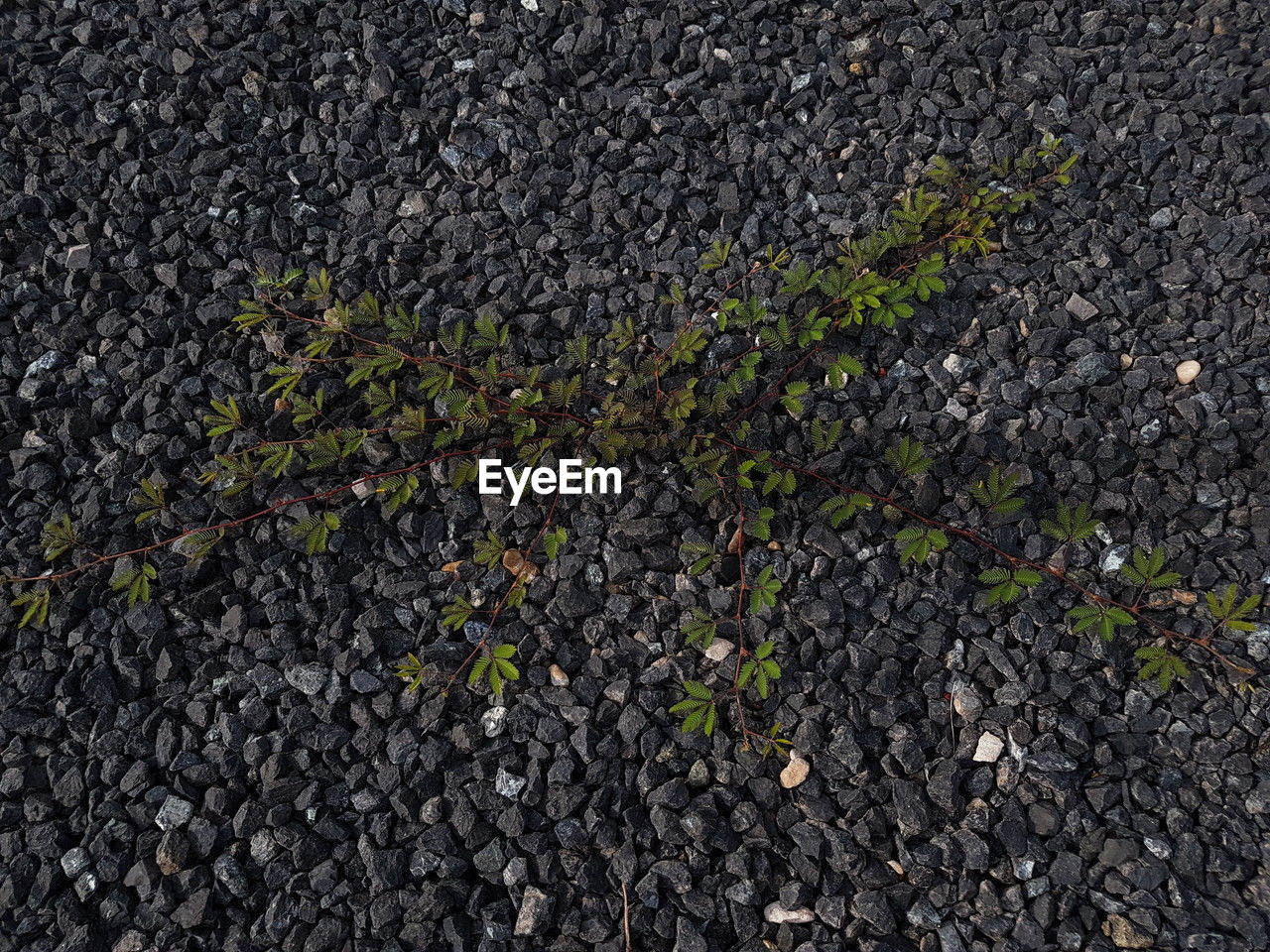 asphalt, soil, road surface, no people, high angle view, nature, day, full frame, green, road, leaf, textured, backgrounds, grass, outdoors, plant, land, growth, street, field, plant part, transportation, directly above, city, rough, gravel, close-up, tree