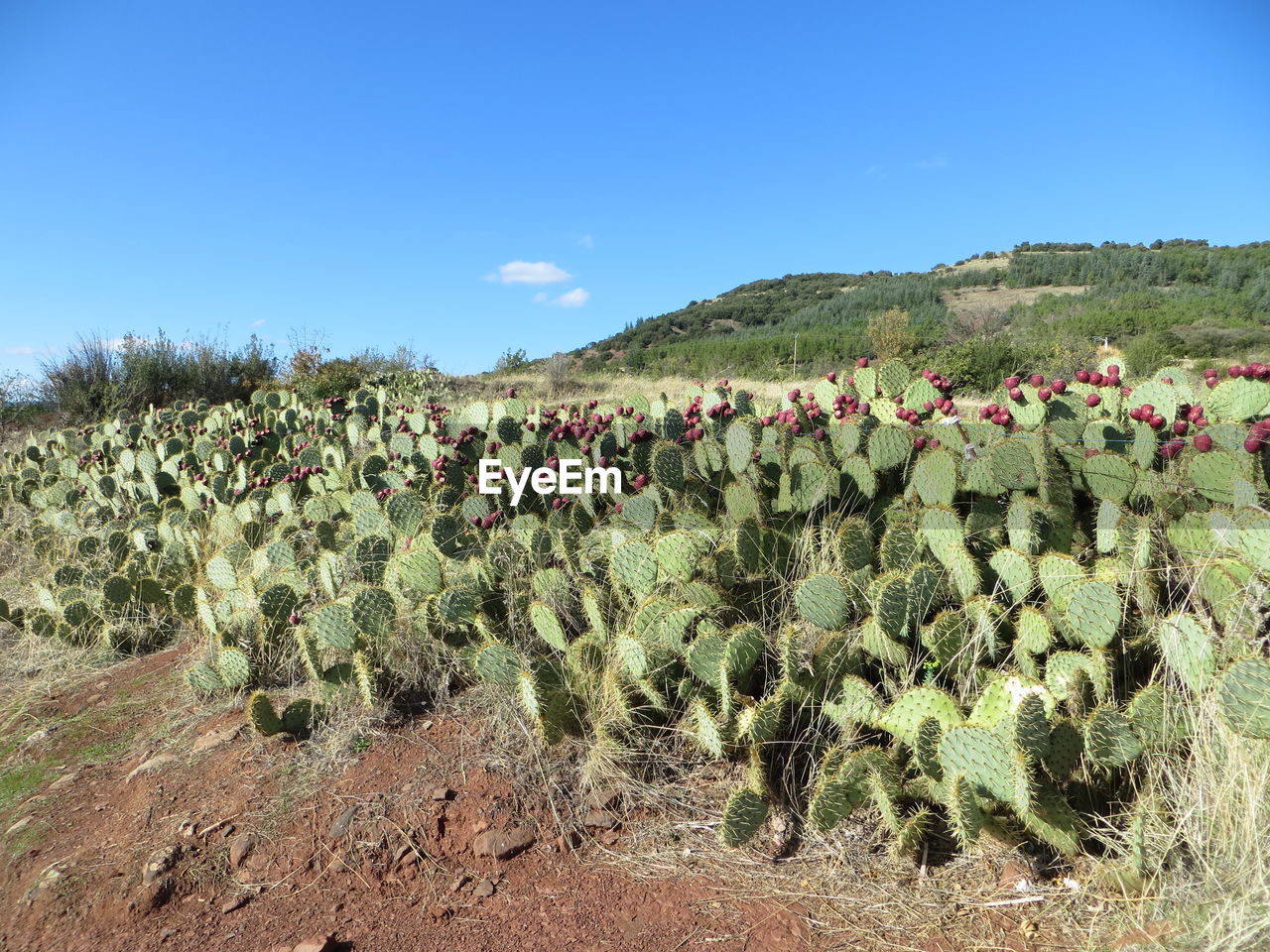 PLANTS GROWING ON FIELD