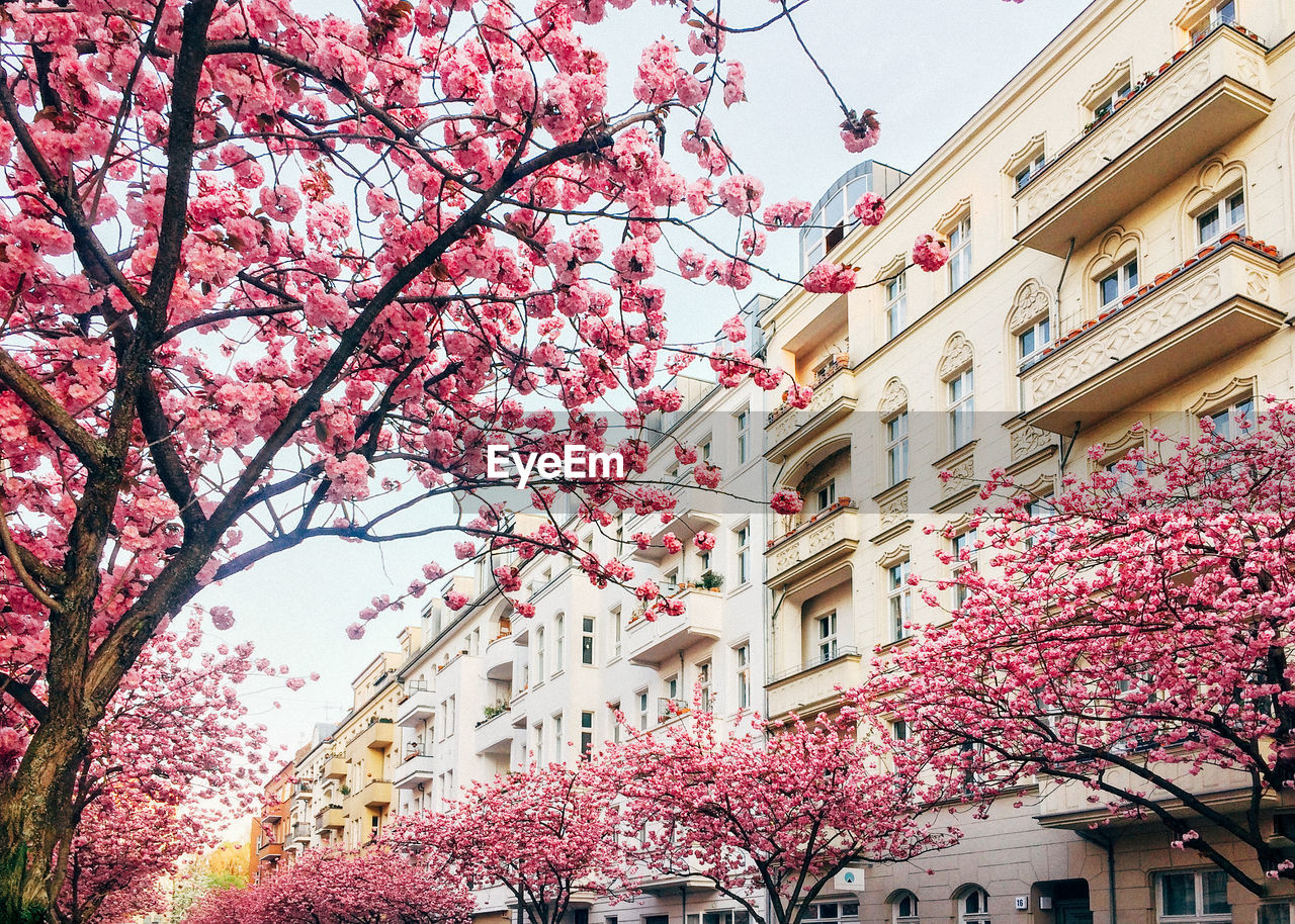 LOW ANGLE VIEW OF PINK FLOWERING TREE AGAINST SKY