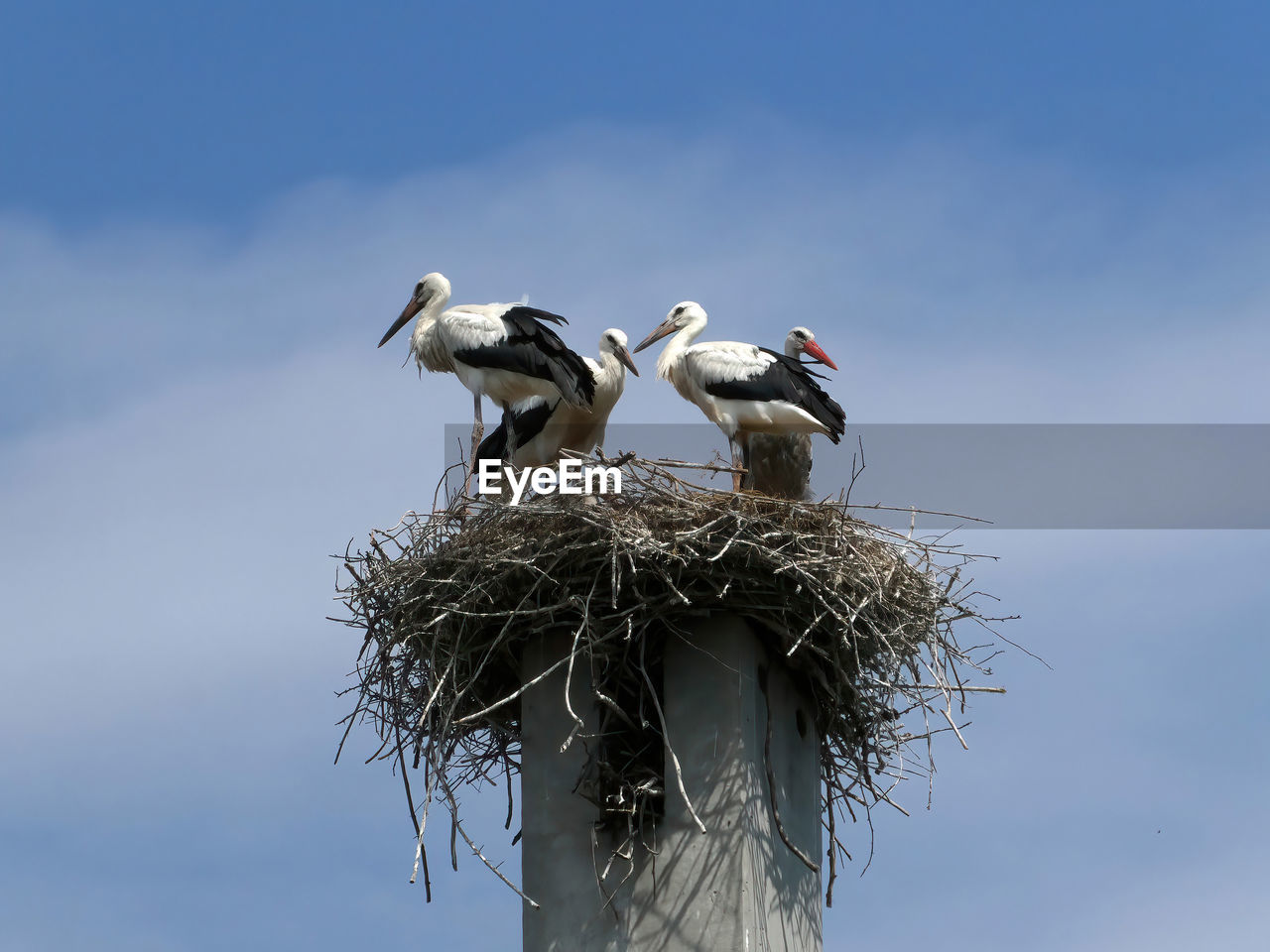 bird, white stork, stork, animal themes, animal nest, animal, animal wildlife, wildlife, ciconiiformes, group of animals, sky, nature, two animals, no people, low angle view, blue, bird nest, nest, day, outdoors, perching, cloud, young animal, animal family, wing, clear sky