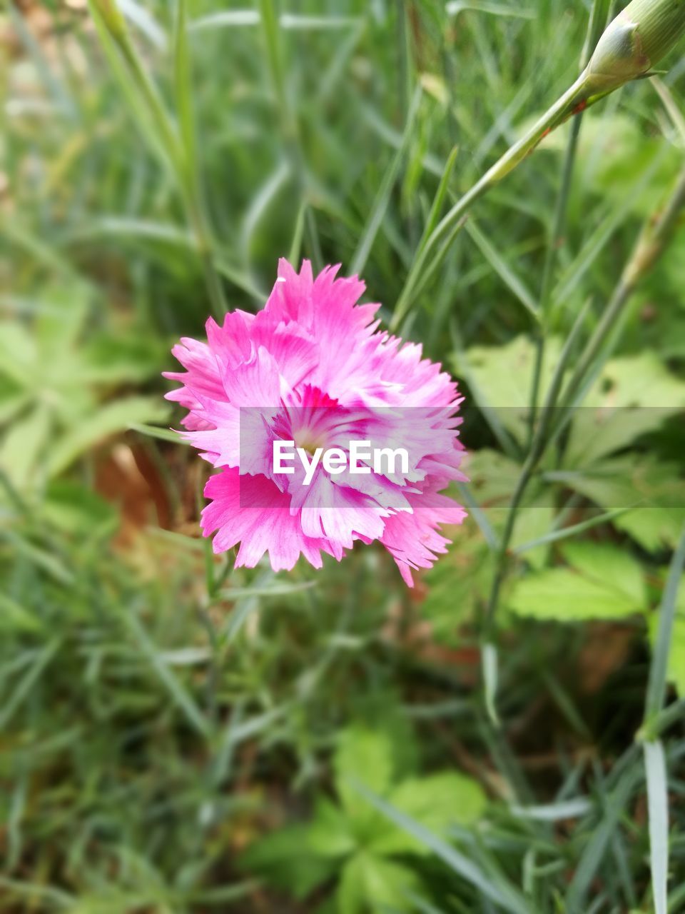 CLOSE-UP OF PINK FLOWER ON PLANT