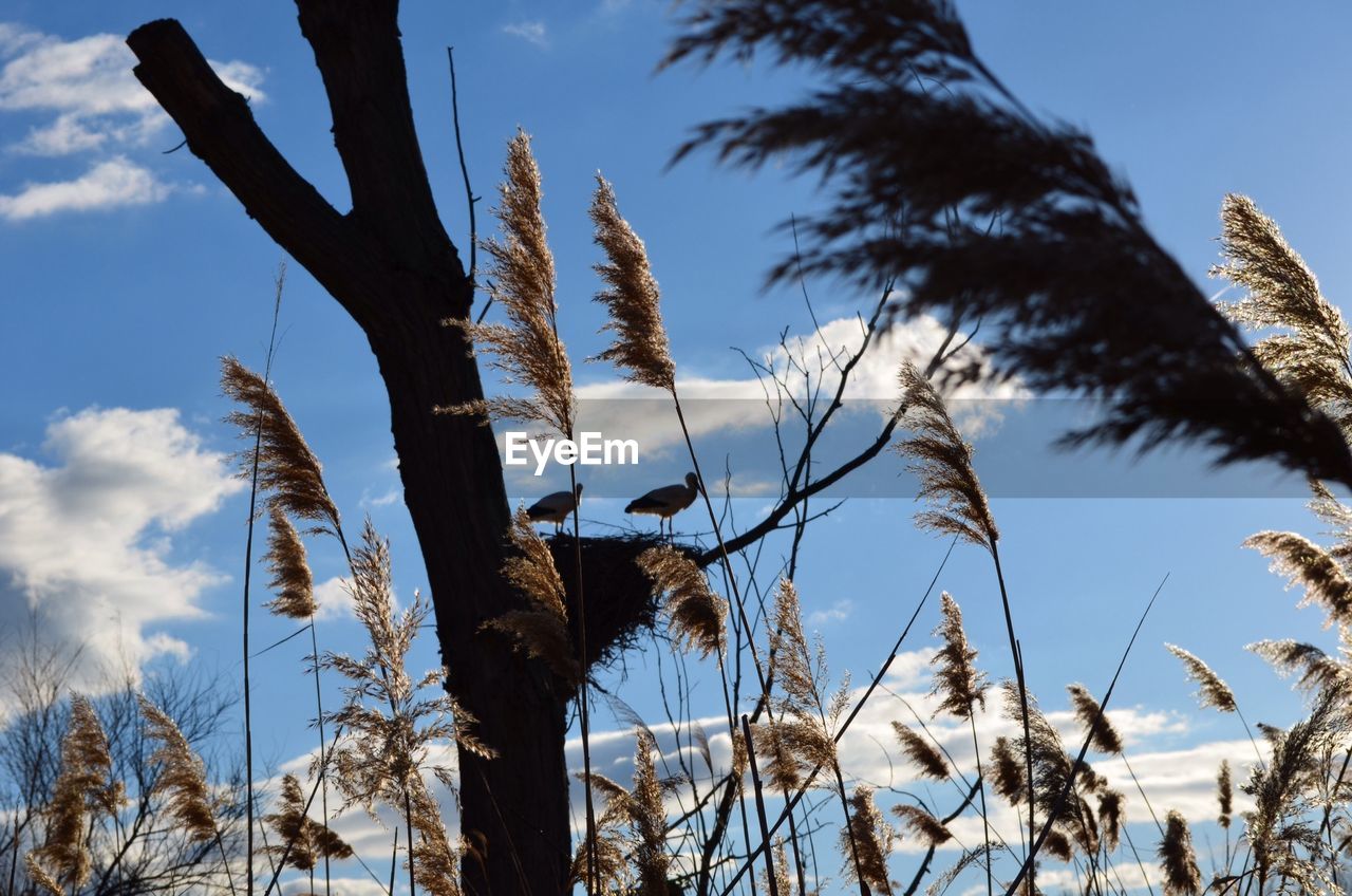 Low angle view of reed plant growing against sky