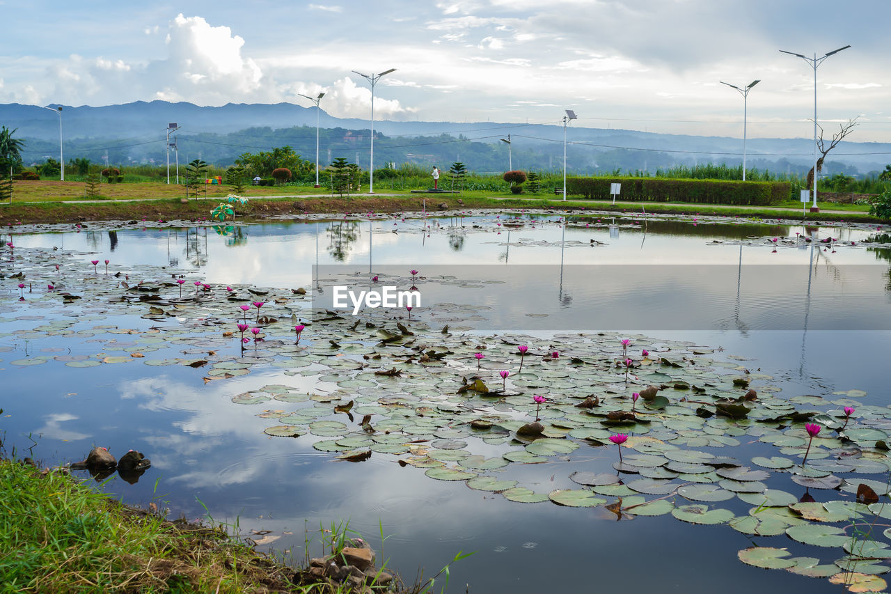 water, environment, reflection, environmental conservation, nature, water lily, lake, sky, flower, social issues, wetland, beauty in nature, plant, landscape, cloud, shore, environmental issues, lily, flowering plant, lotus water lily, scenics - nature, no people, marsh, tranquility, floating, outdoors, floating on water, travel, aquatic plant, body of water, day, travel destinations, nautical vessel, land, natural environment, accidents and disasters, reflection lake, tree, tranquil scene