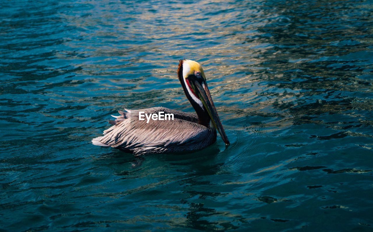 Close-up of  pelican against sea 
