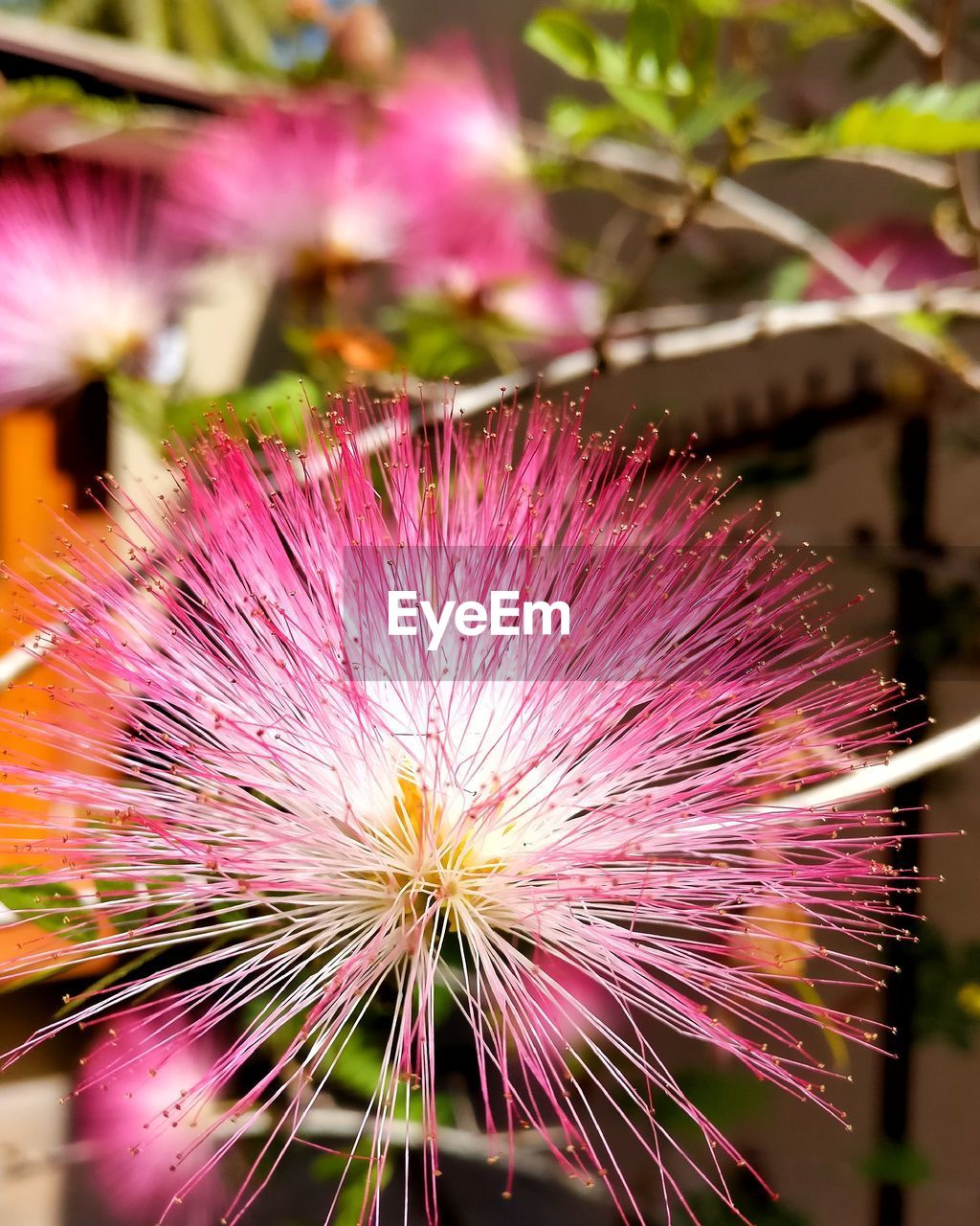 CLOSE-UP OF PINK FLOWER ON PLANT
