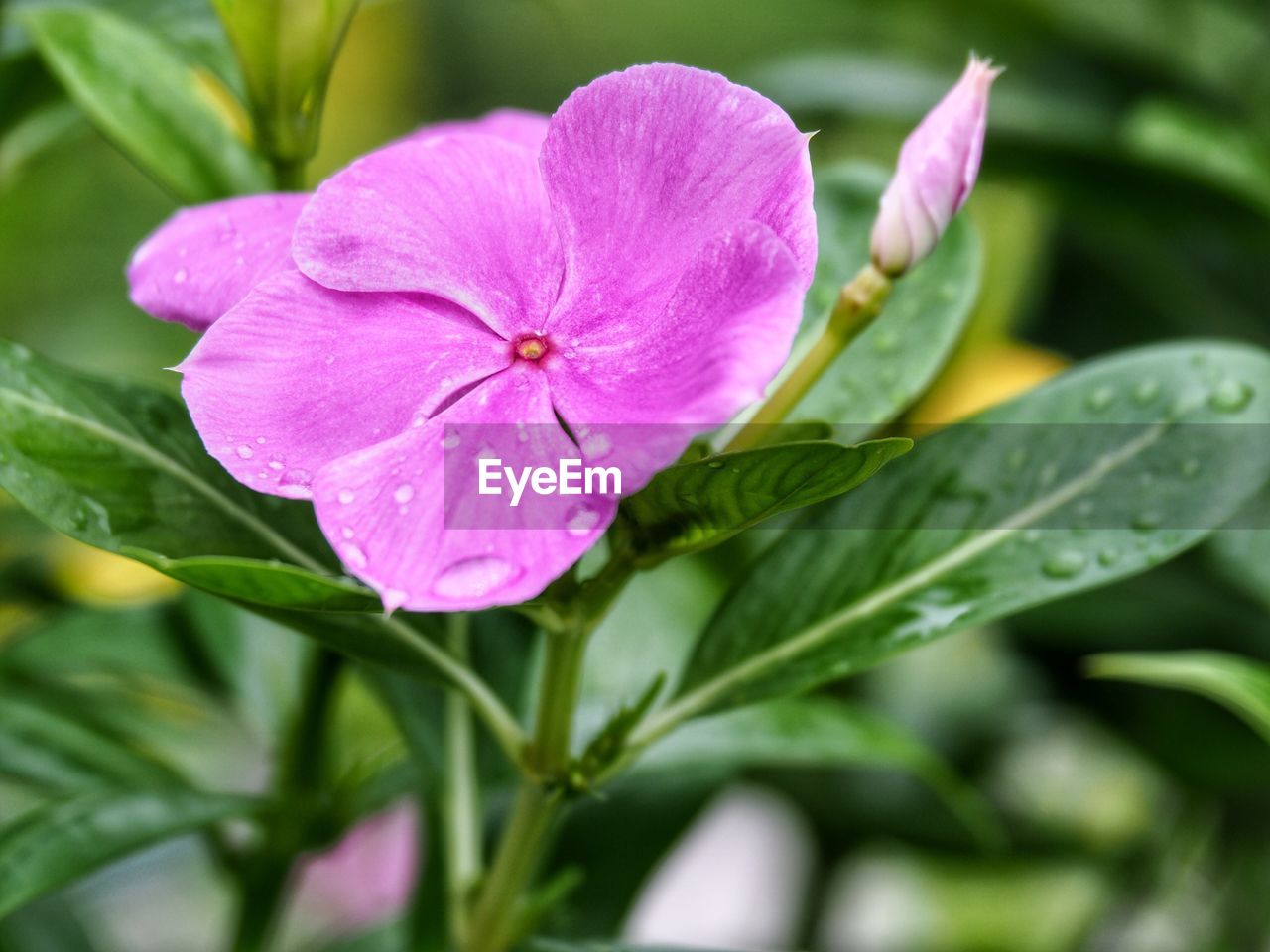 CLOSE-UP OF PINK FLOWER