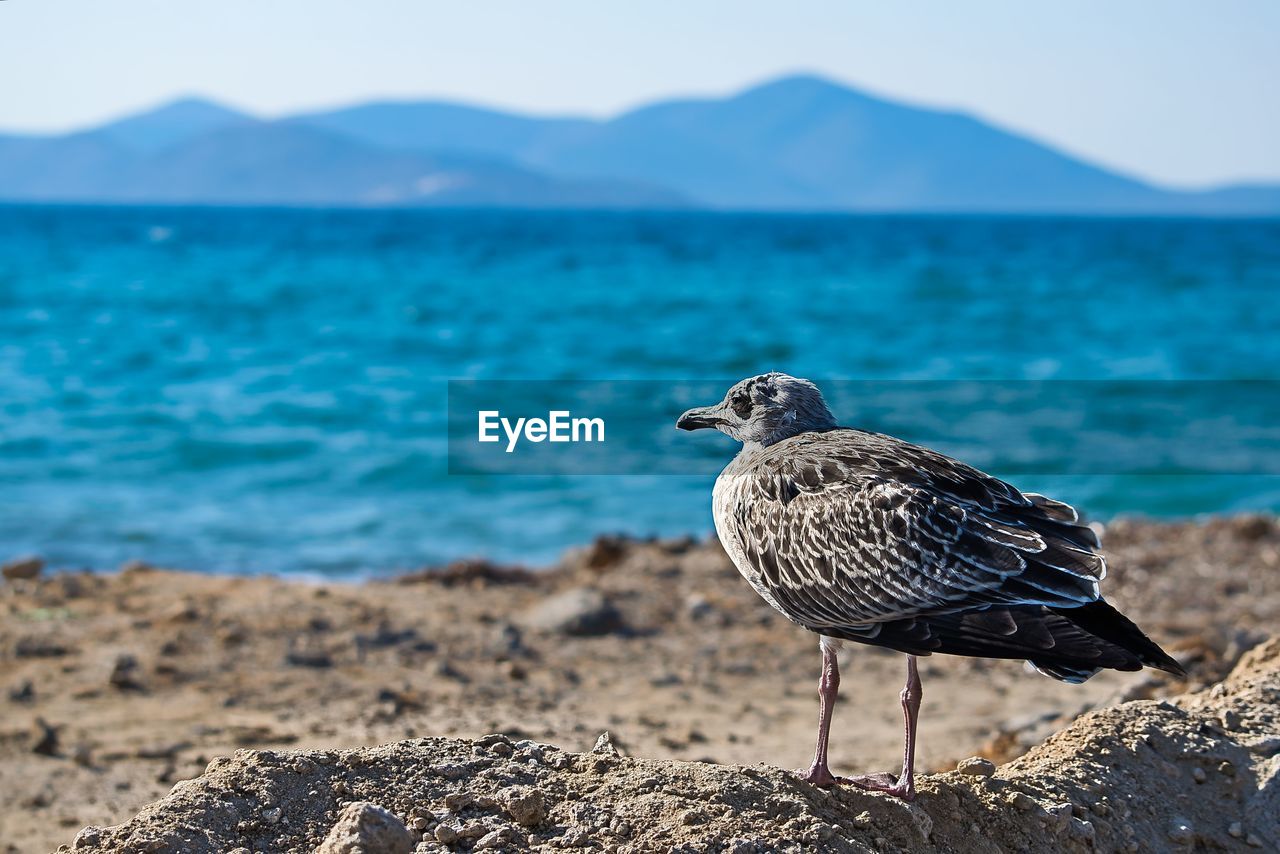 HIGH ANGLE VIEW OF SEAGULL PERCHING ON ROCK