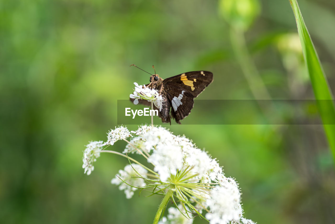 Close-up of a silver spotted skipper butterfly sitting on queen anne's lace flower