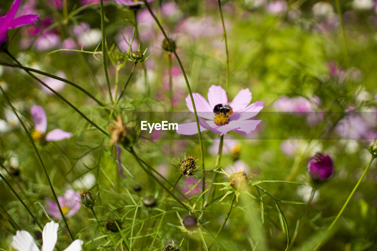flower, flowering plant, plant, beauty in nature, freshness, nature, meadow, fragility, garden cosmos, close-up, animal wildlife, animal, animal themes, petal, insect, blossom, grass, wildflower, macro photography, flower head, pink, growth, no people, purple, springtime, environment, one animal, summer, wildlife, outdoors, inflorescence, field, day, focus on foreground, green, selective focus, animal wing, botany, cosmos, land, social issues, plain, butterfly, multi colored, environmental conservation