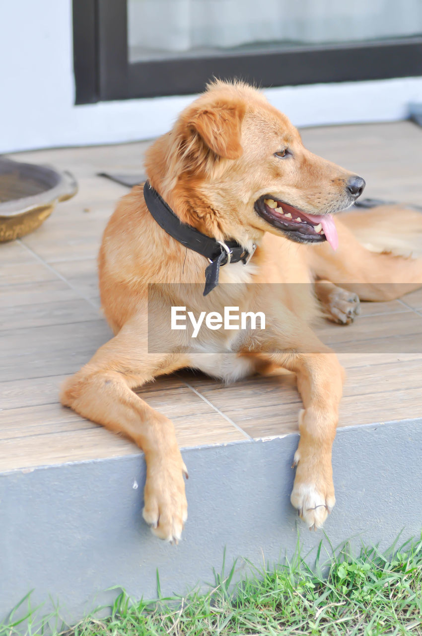 BROWN DOG SITTING ON FLOOR AGAINST WALL