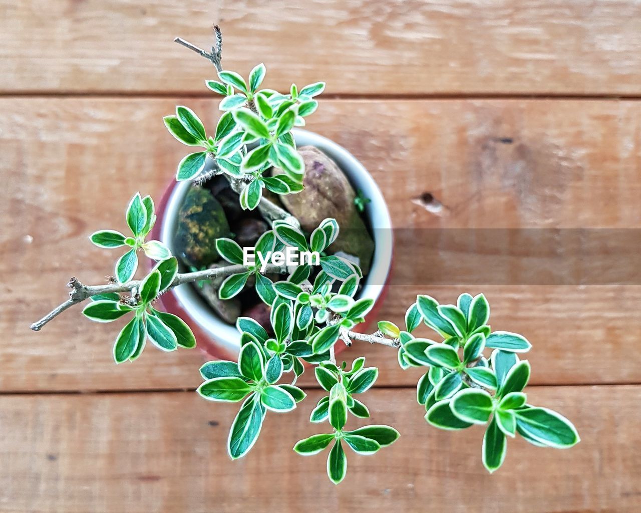 Directly above shot of potted plant on table