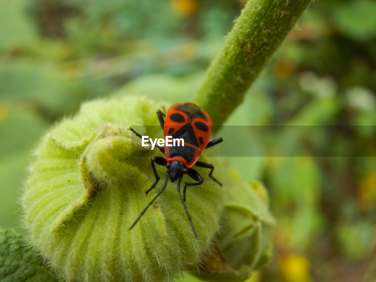 CLOSE-UP OF INSECT ON PLANT