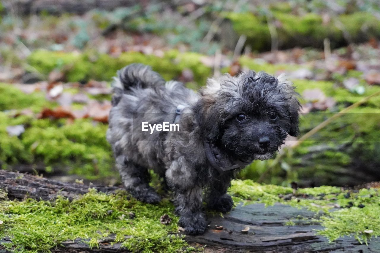 dog, animal themes, pet, animal, one animal, mammal, canine, domestic animals, havanese, puppy, lap dog, no people, black, young animal, nature, portrait, day, plant, outdoors, looking at camera, cute