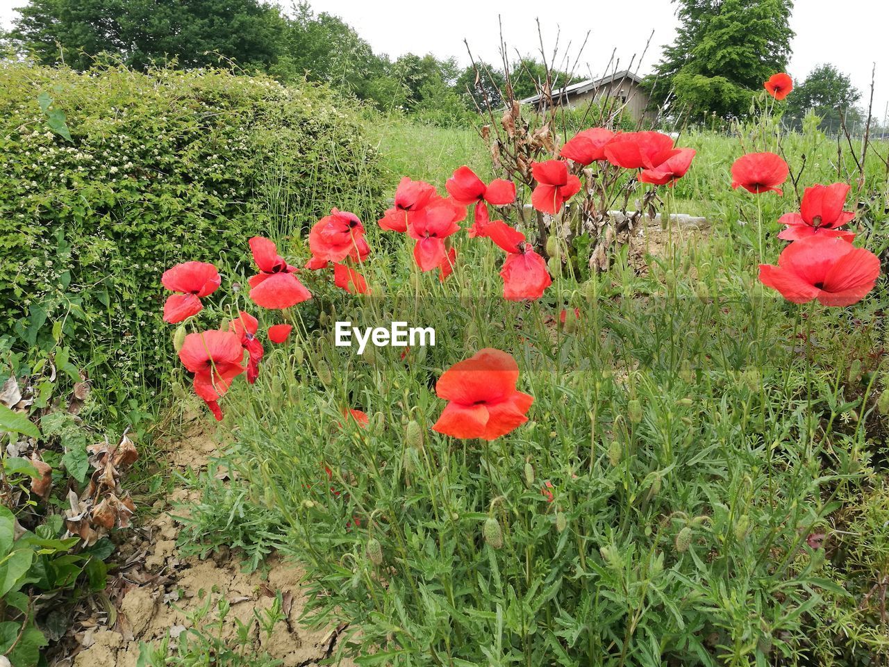RED POPPIES BLOOMING ON FIELD