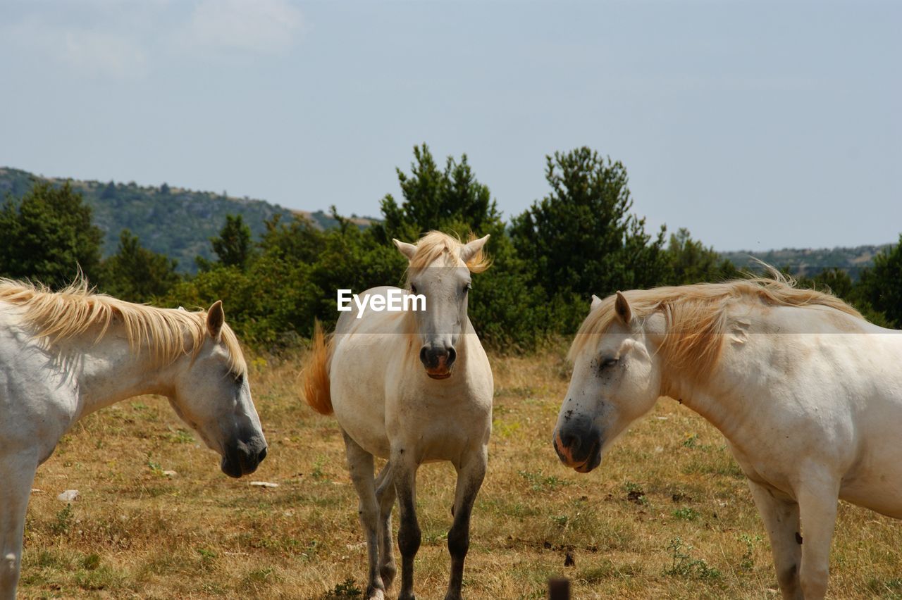 Horses on field against clear sky