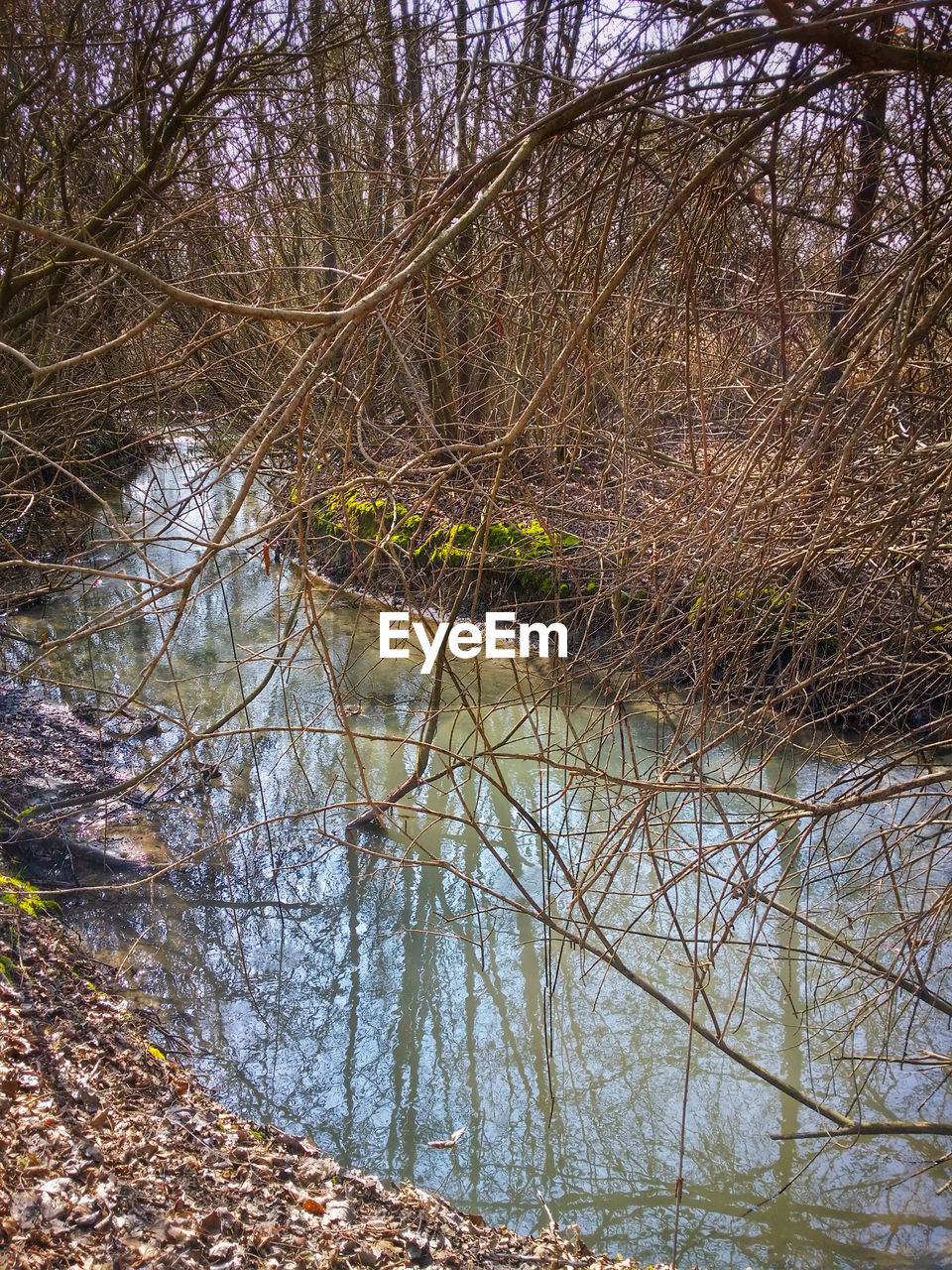 REFLECTION OF TREES IN WATER