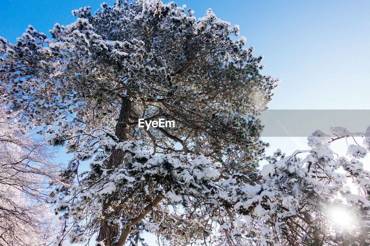 Low angle view of trees against blue sky