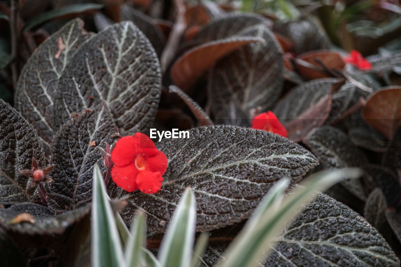 CLOSE-UP OF RED BERRIES ON PLANT LEAVES