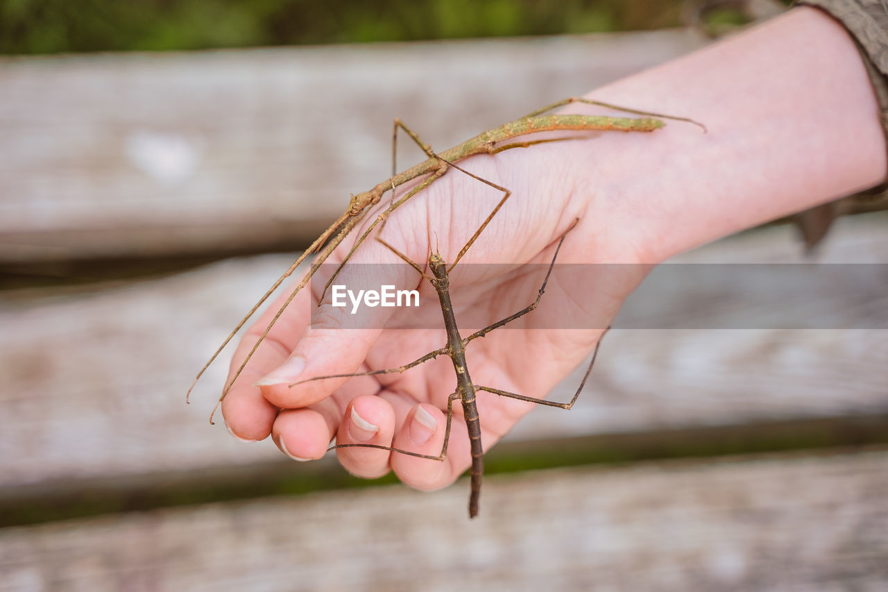 Two stick insects on the girl's hand. keeping and taming insects as pets