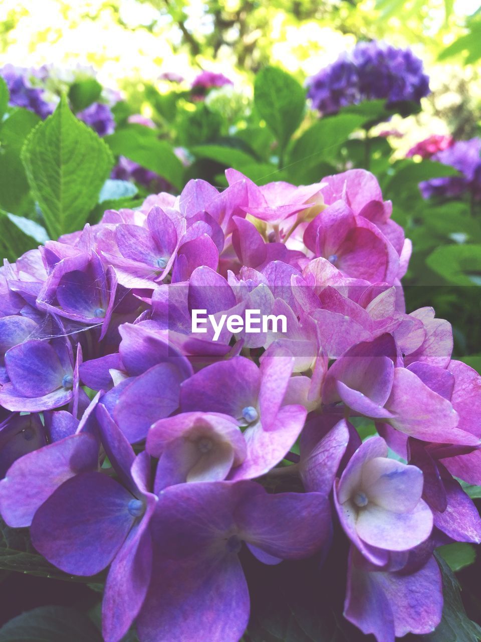 CLOSE-UP OF PURPLE HYDRANGEA FLOWERS BLOOMING OUTDOORS