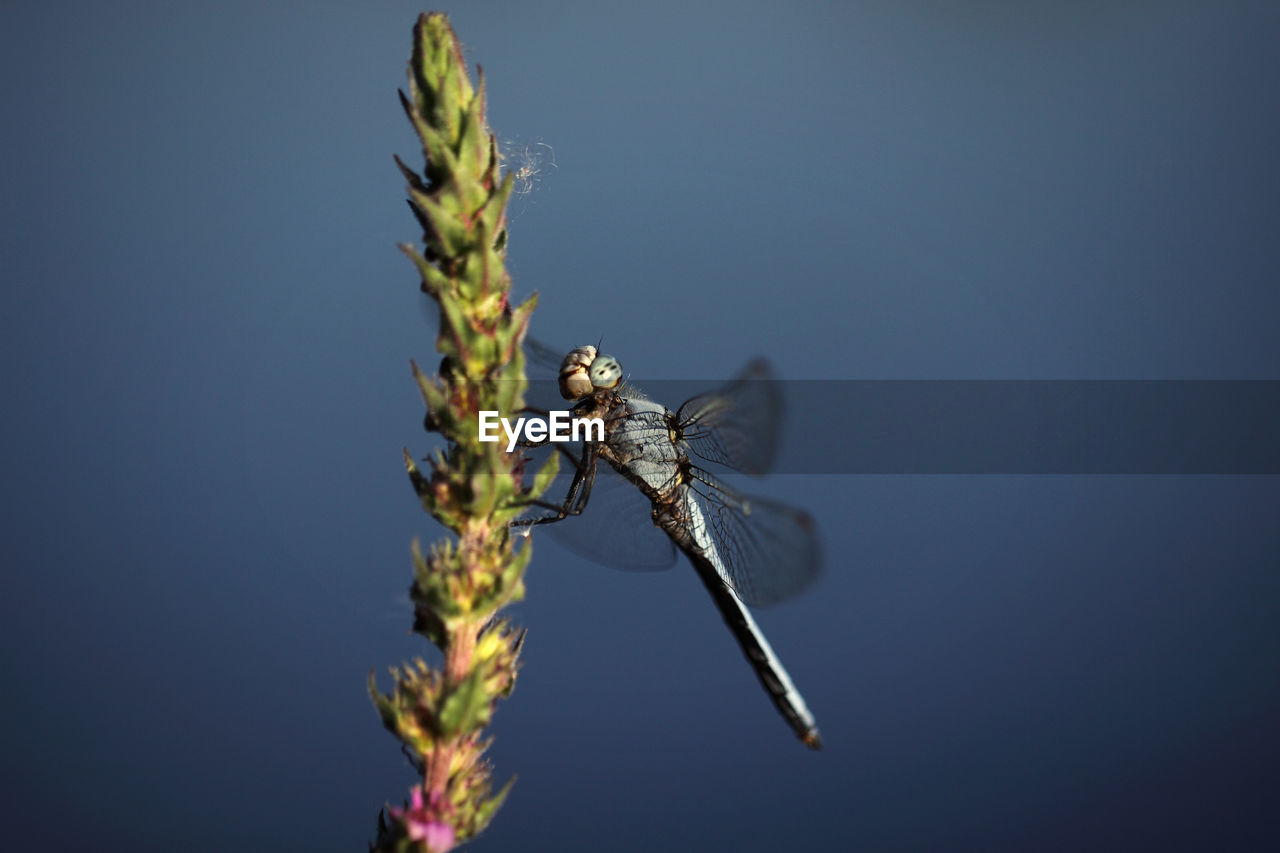 Dragonfly on bud against clear sky