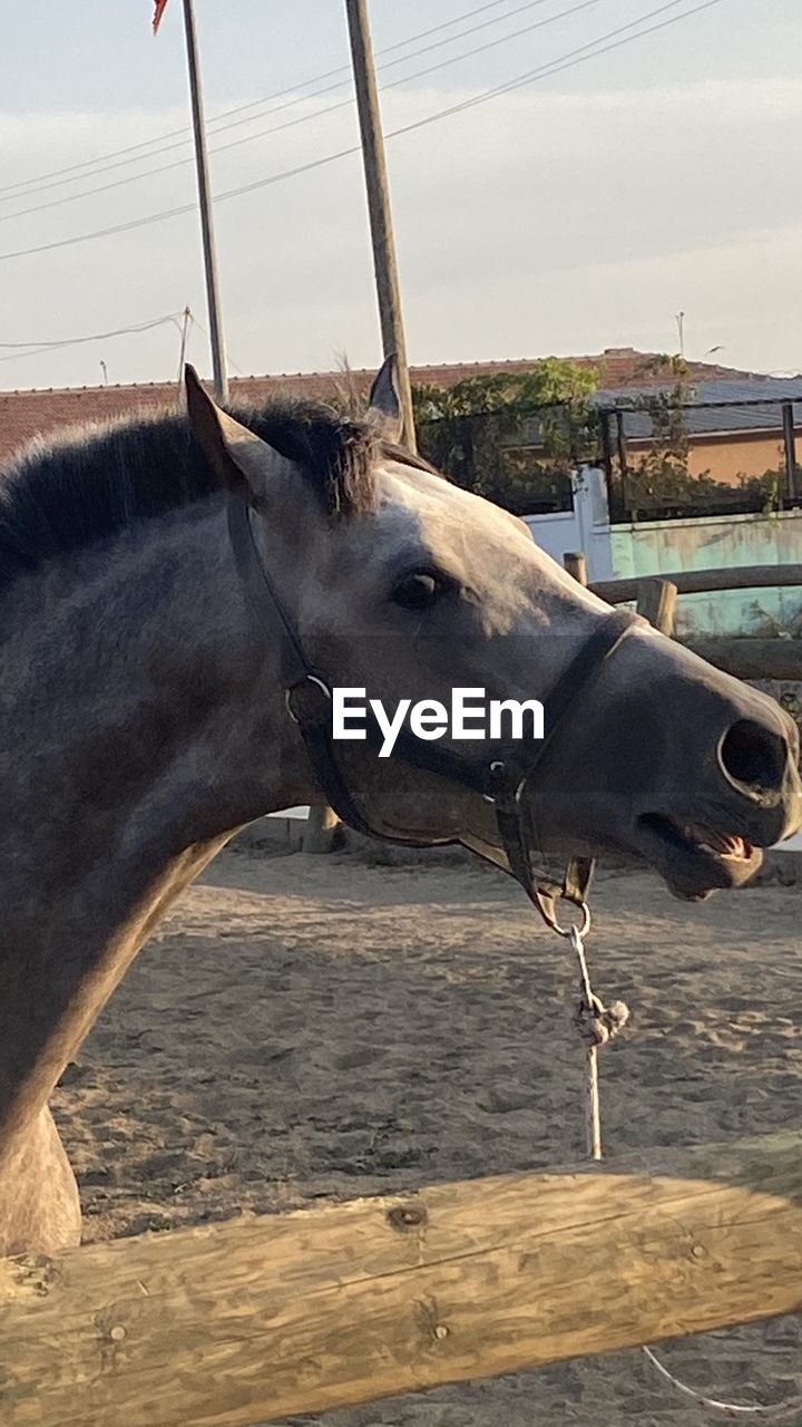 CLOSE-UP OF A HORSE IN THE RANCH