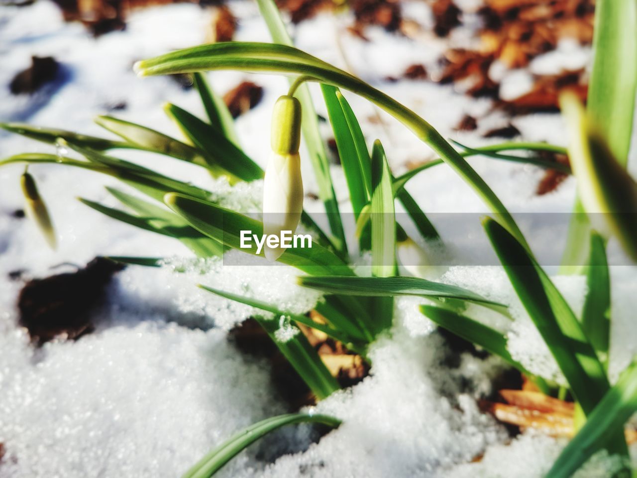 CLOSE-UP OF FROZEN PLANT