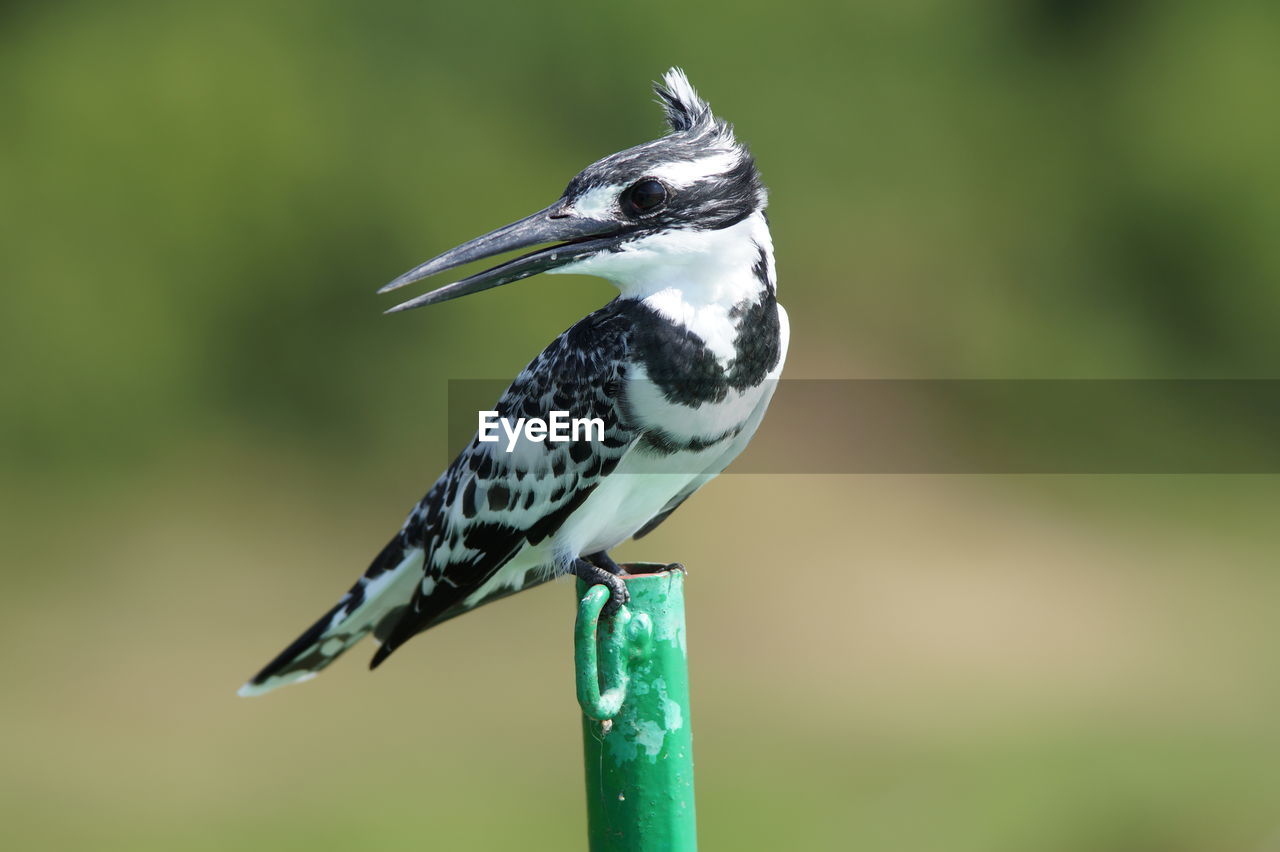 Close-up of black and white pied kingfisher sitting on post, head turned sideways