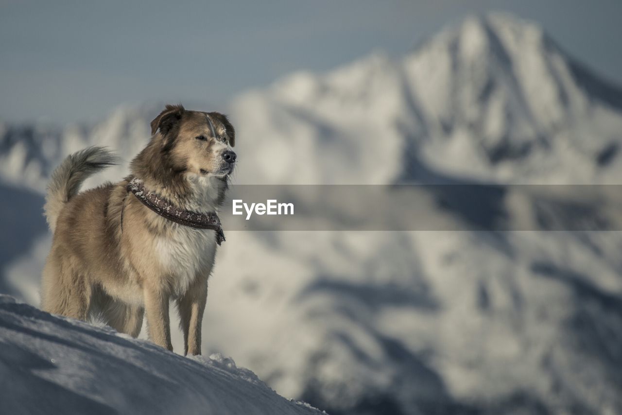 Dog staring while standing on snow covered mountain
